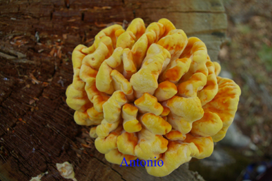 Aiuto classificazione